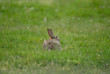 Lapin