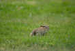 Lapin