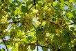 Grape