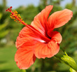 hibiskus
