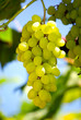 Grape