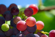 Grape