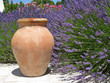 Photo : Wild Lavender & vase