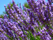 Images : Wild lavender