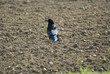 Corbeau freux