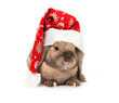 Rabbit in the New Year hat