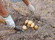 Dig potatoes