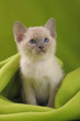 TONKINESE, 45 GG.