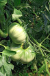 green tomatoes green tomatoes