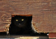 Cat hiding behind an old barn. Cat hiding behind an old barn.