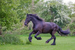 beautiful horse running free