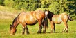 Mother and chlid grazing Mother and chlid grazing