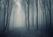 elegant forest with fog