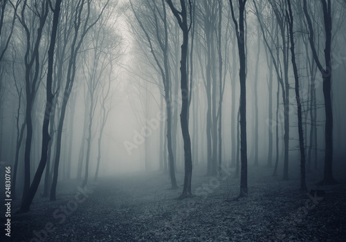 Photo: elegant forest with fog elegant forest with fog