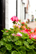 Geraniums in tub outside house on village street