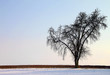 Lonesome Winter Tree