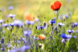 fleurs des champs