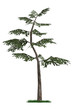 3D Model of Pine Tree