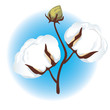 Cotton branch