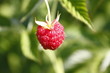 Raspberry