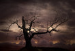 Silhouette of bare tree against sunset