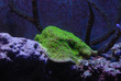 Corail Montipora australiensis
