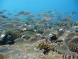 Poisson tropical et récif corallien