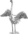 flamingo, flamingo,