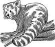 panda panda