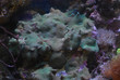 Corail Discosoma