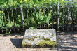 cementery cementery