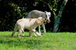 Labrador Welpe und Whippet spielen im Garten mit Ball Labrador Welpe und Whippet spielen im Garten mit Ball