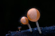 mushroom with black background.