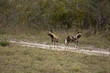 Wild dogs in South Africa