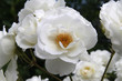 Rosier