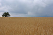 Kornfeld