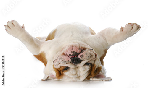 Photo: dog laying on his back dog laying on his back