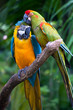 couple