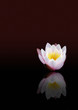 Foto: Seerose im Hochformat Seerose im Hochformat