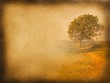 Foto: Baum am Meer Baum am Meer