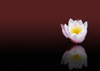 Foto: Seerose im Querformat Seerose im Querformat