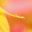 Abstrakte gelbe Blume mit Wassertropfen Abstrakte gelbe Blume mit Wassertropfen