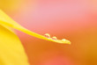 Blume mit Wassertropfen