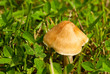 Toadstool