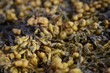 seaweed seaweed