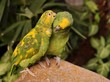 Love birds