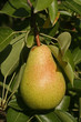 Poire sur l arbre Poire sur l arbre