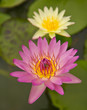 bee and pink waterlily