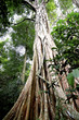 Central rain forest trees