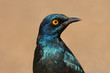Greater blue-eared starling
